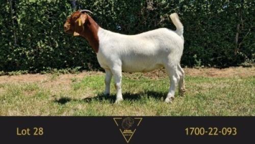 1X BOER GOAT PREGNANT FLOCK DOE Erik Meyer Boerbokstoet