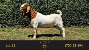 1X BOER GOAT FLOCK BUCK Erik Meyer Boerbokstoet