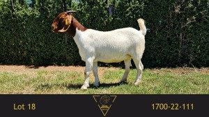 1X BOER GOAT PREGNANT FLOCK DOE Erik Meyer Boerbokstoet