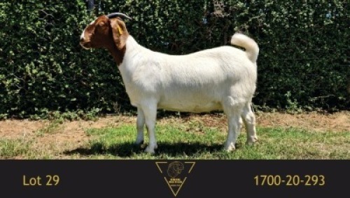 1X BOER GOAT PREGNANT STUD DOE Erik Meyer Boerbokstoet