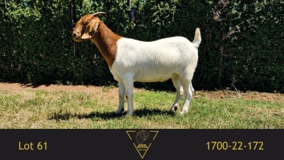 1X BOER GOAT PREGNANT FLOCK DOE Erik Meyer Boerbokstoet