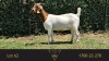 1X BOER GOAT PREGNANT FLOCK DOE Erik Meyer Boerbokstoet