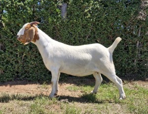 1X BOER GOAT FLOCK DOE The Falls Boergoat Stud