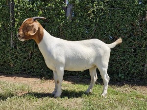 1X BOER GOAT FLOCK DOE The Falls Boergoat Stud