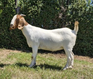 1X BOER GOAT FLOCK DOE The Falls Boergoat Stud