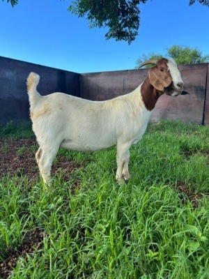 1X BOER GOAT PREGNANT FLOCK DOE J5 Boerbokstoet