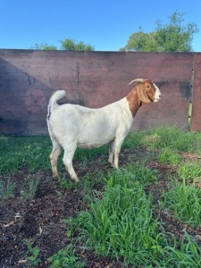 1X BOER GOAT PREGNANT FLOCK DOE J5 Boerbokstoet