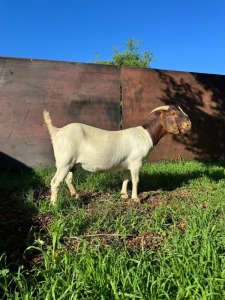 1X BOER GOAT PREGNANT FLOCK DOE J5 Boerbokstoet