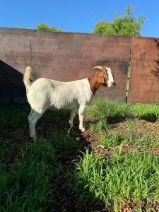 1X BOER GOAT FLOCK DOE J5 Boerbokstoet