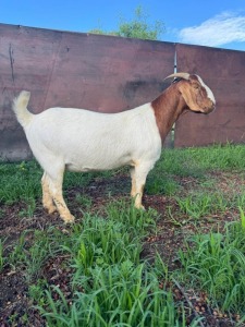 1X BOER GOAT FLOCK DOE J5 Boerbokstoet