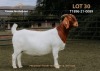 1X Boer Goat PREGNANT Stud Doe Passano Boerbokstoet