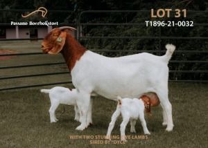 1+2X Boer Goat Flock Doe Passano Boerbokstoet