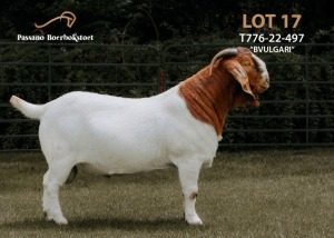 1X Boer Goat Flock Buck Passano Boerbokstoet