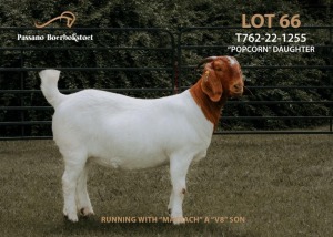 1X Boer Goat PREGNANT Flock Doe Passano Boerbokstoet