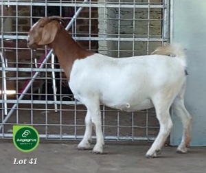 1X Boer Goat Stud Doe Aegagrus Boerbok stoet