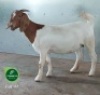 1X Boer Goat Stud Doe Aegagrus Boerbok stoet - 2