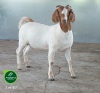 1X Boer Goat Stud Doe Aegagrus Boerbok stoet