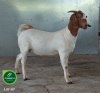 1X Boer Goat Stud Doe Aegagrus Boerbok stoet - 2