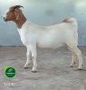 1X Boer Goat Stud Doe Aegagrus Boerbok stoet - 3