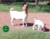 1+1X Boer Goat Flock Doe Aegagrus Boerbok stoet