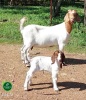 1+1X Boer Goat Flock Doe Aegagrus Boerbok stoet - 2