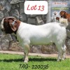 1X Boer Goat Stud Buck Anana Kalahari Reds & Boer Goat Stud