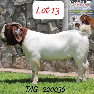 1X Boer Goat Stud Buck Anana Kalahari Reds & Boer Goat Stud