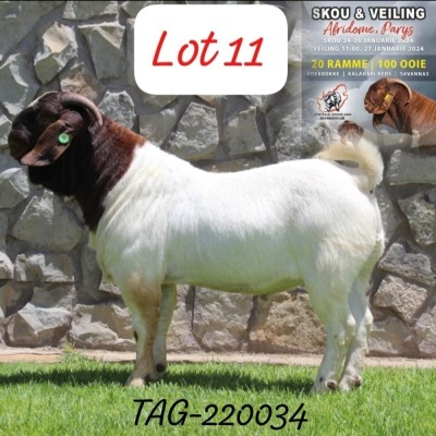 WITHDRAWN - 1X Boer Goat Buck Anana Kalahari Reds & Boer Goat Stud