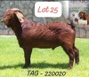 1X Kalahari Red Flock Buck Anana Kalahari Reds & Boer Goat Stud