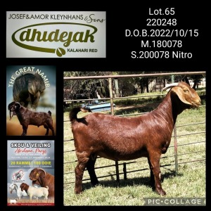 1X Kalahari Red PREGNANT Flock Doe Dhidejak Kalahari Reds