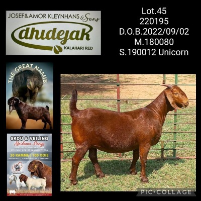 1X Kalahari Red PREGNANT Flock Doe Dhidejak Kalahari Reds