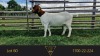 1X BOER GOAT PREGNANT FLOCK DOE Erik Meyer Boerbokstoet