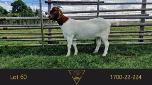 1X BOER GOAT PREGNANT FLOCK DOE Erik Meyer Boerbokstoet