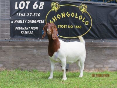 1X BOER GOAT PREGNANT STUD DOE Shongololo Boerbok stoet 1563