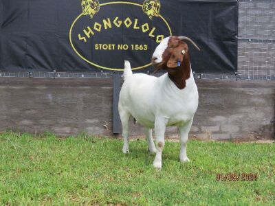 1X BOER GOAT PREGNANT FLOCK DOE Shongololo Boerbok stoet 1563