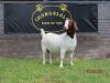 1X BOER GOAT PREGNANT FLOCK DOE Shongololo Boerbok stoet 1563 - 2