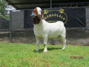 1X BOER GOAT FLOCK BUCK Shongololo Boerbok stoet 1563