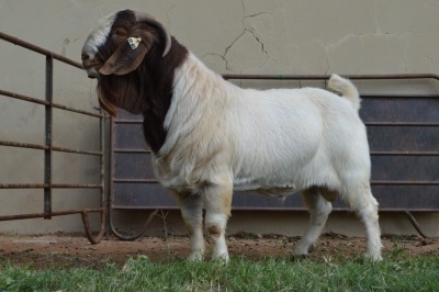 WITHDRAWN - 1X Boer Goat Buck Dome Africa Boer Goad Stud