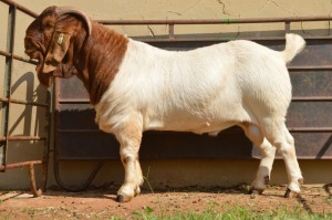 1X Boer Goat Flock Buck Dome Africa Boer Goad Stud