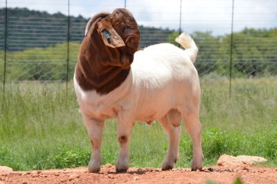 WITHDRAWN - 1X Boer Goat Buck Dome Africa Boer Goad Stud