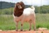 WITHDRAWN - 1X Boer Goat Buck Dome Africa Boer Goad Stud