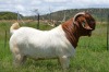 WITHDRAWN - 1X Boer Goat Buck Dome Africa Boer Goad Stud - 2