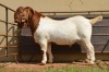 BEEDERS CHOICE 1X Boer Goat Flock Buck Dome Africa Boer Goad Stud