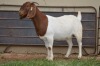 1X Boer Goat Flock Doe Dome Africa Boer Goad Stud