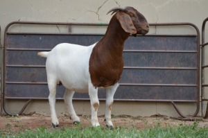 1X Boer Goat Flock Doe Dome Africa Boer Goad Stud