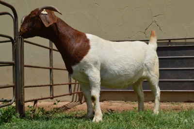 WITHDRAWN - 1X Boer Goat Flock Doe Dome Africa Boer Goad Stud