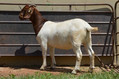 1X Boer Goat PREGNANT Flock Doe Dome Africa Boer Goad Stud