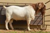 1X Boer Goat Flock Buck Dome Africa Boer Goad Stud