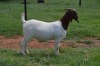 1X Boer Goat PREGNANT Stud Doe Dome Africa Boer Goad Stud