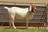 1X Boer Goat Flock Doe Dome Africa Boer Goad Stud - 2